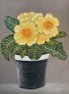 Janet S, Primroses, polychrome pencils.jpg